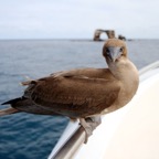 Galapagos 2007_2012016.jpg