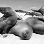 Galapagos 2007_2012117.jpg