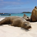 Galapagos 2007_2012118.jpg