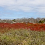Galapagos 2007_2012126.jpg