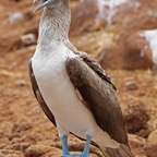 Galapagos 2007_2012141.jpg