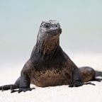 Galapagos 2007_2012148.jpg