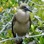 Galapagos 2007_2012150.jpg