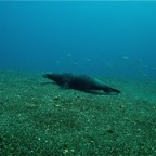 Galapagos 2007_2012156.jpg