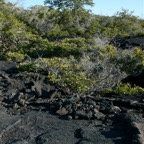 Galapagos 2007_2012164.jpg