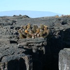 Galapagos 2007_2012165.jpg