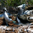 Galapagos 2007_2012168.jpg