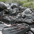 Galapagos 2007_2012183.jpg