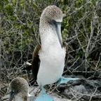 Galapagos 2007_2012184.jpg