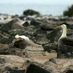 Galapagos 2007_2012188.jpg