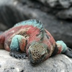 Galapagos 2007_2012191.jpg