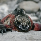 Galapagos 2007_2012192.jpg