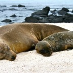 Galapagos 2007_2012195.jpg