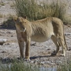 Namibia213.jpg