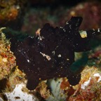 Anilao_Apo - 18.jpg