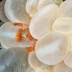 Anilao_Apo - 19.jpg
