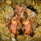 Anilao_Apo - 20.jpg