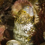 Anilao_Apo - 21.jpg