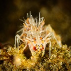 Anilao_Apo - 24.jpg