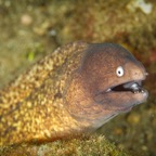 Anilao_Apo - 25.jpg