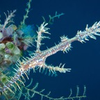 Anilao_Apo - 28.jpg