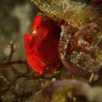 Anilao_Apo - 31.jpg