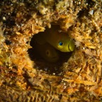 Anilao_Apo - 33.jpg