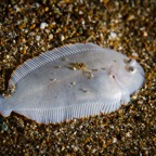 Anilao_Apo - 34.jpg