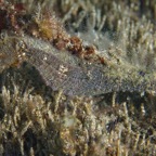 Anilao_Apo - 37.jpg