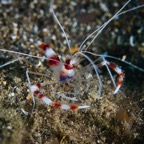 Anilao_Apo - 39.jpg