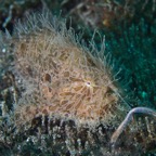 Anilao_Apo - 40.jpg