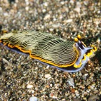 Anilao_Apo - 41.jpg