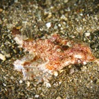 Anilao_Apo - 42.jpg