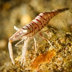 Anilao_Apo - 48.jpg
