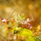 Anilao_Apo - 49.jpg