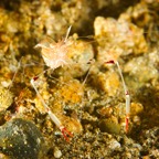Anilao_Apo - 50.jpg