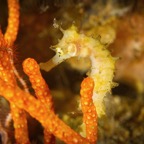 Anilao_Apo - 51.jpg