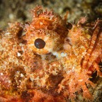 Anilao_Apo - 52.jpg