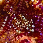 Anilao_Apo - 54.jpg