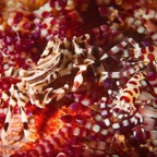 Anilao_Apo - 55.jpg
