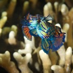 Anilao_Apo - 57.jpg