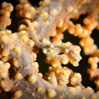 Anilao_Apo - 58.jpg