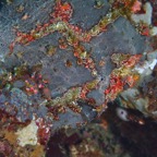 Anilao_Apo - 61.jpg