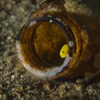 Anilao_Apo - 62.jpg