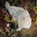 Anilao_Apo - 64.jpg
