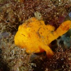 Anilao_Apo - 65.jpg