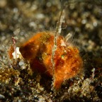 Anilao_Apo - 67.jpg