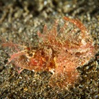 Anilao_Apo - 69.jpg