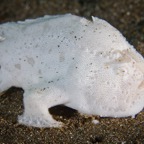 Anilao_Apo - 70.jpg