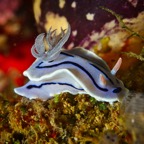 Anilao_Apo - 73.jpg